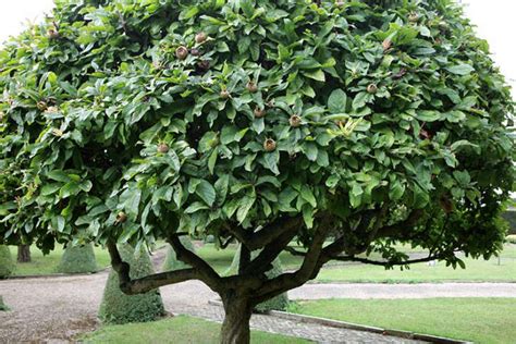 The Medlar, A Strange But Charming Tree: Gardenista