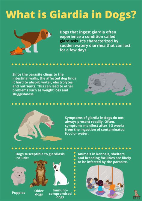 Giardia In Dogs: What It Is And How Is It Treated | Bark For More