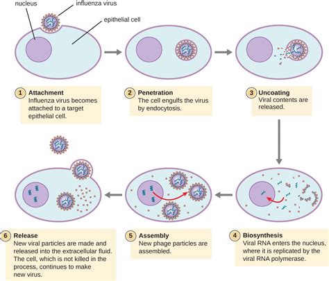 Influenza Virus Life Cycle