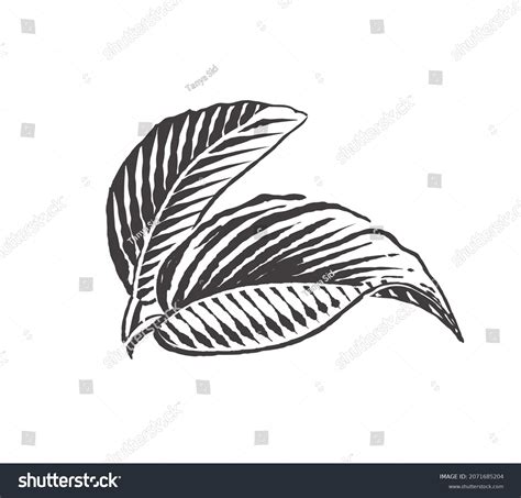 Apple Leaves Vector Drawing Engraving Style Stock Vector (Royalty Free ...