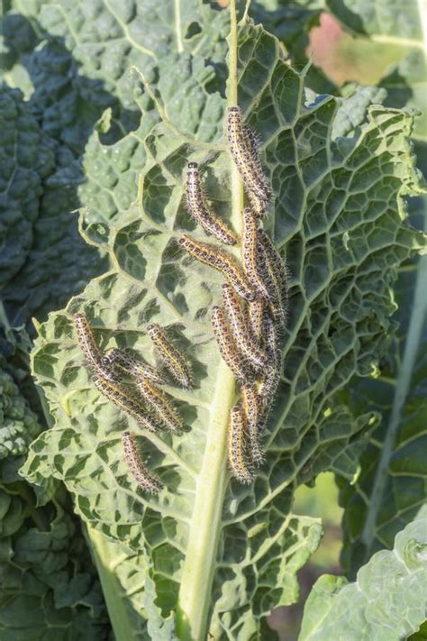 Many Pieris Brassicae Caterpillars - Larvae of the Cabbage White Butterfly. Stock Image - Image ...