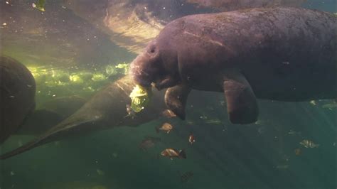 Florida Ending Manatee Feeding Program - Videos from The Weather Channel