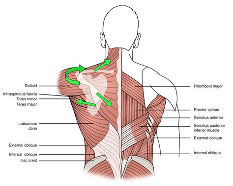 Trapezius Muscles 101: Where Are the Traps Located? | Fit Club NY