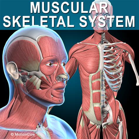 Muscles & Skeleton – MotionCow