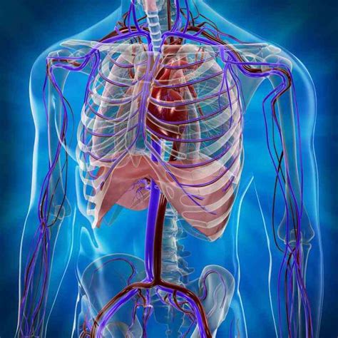 Location Of Human Heart In Body | MedicineBTG.com