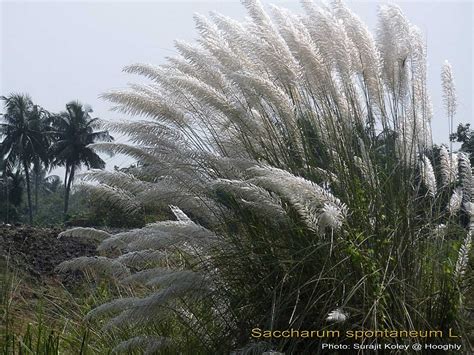 Medicinal Plants: Saccharum spontaneum kaas kaki cheruku Talahib Lach