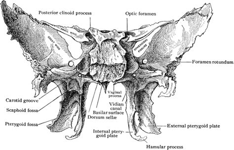 Sphenoid Bone from Behind | ClipArt ETC