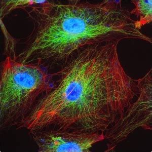 Fluorescence Filters | Optical Instruments