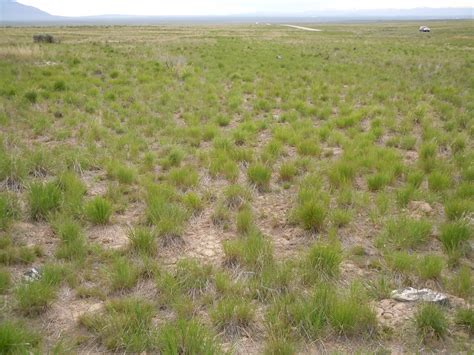 Steppe vegetation following 1993 fire | The vegetation cover… | Flickr