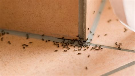 Ant Exterminator Cost | Ant Treatment Price Guide - Pest Samurai