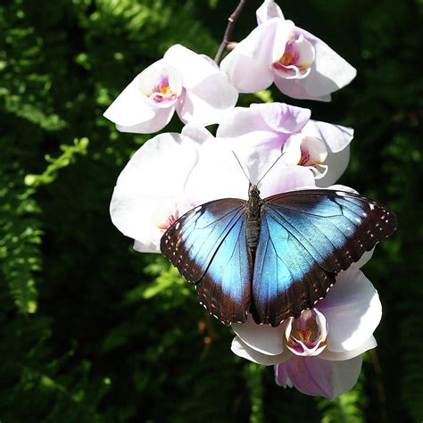 Butterfly On Orchids by Annhfhung