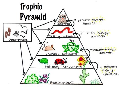 Which Describes An Ecological Pyramid