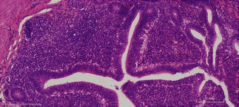 Histology of Birds