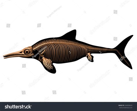 Ichthyosaurus Skeleton: ilustración de stock 244039633 | Shutterstock