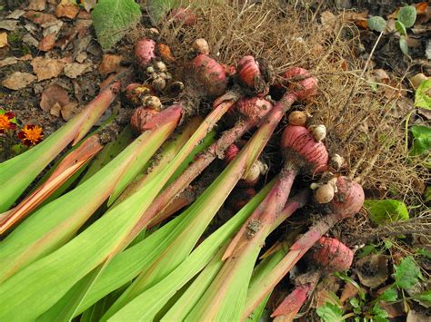 How to Grow and Care for Gladiolus Flowers