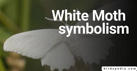 WHITE MoTH Meaning Symbolism and Cultural Believes