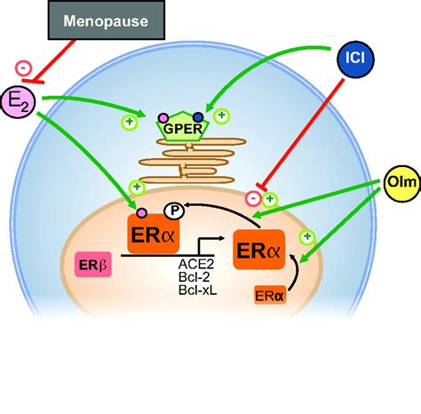 Estrogen-Independent Activation of Estrogen Receptors | Hypertension