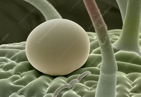 Sage leaf oil gland - Stock Image - B745/0406 - Science Photo Library