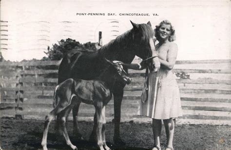 Pony Penning Day Chincoteague, VA Postcard