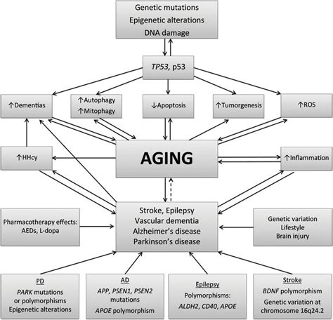 Aging and Neurological Diseases | IntechOpen