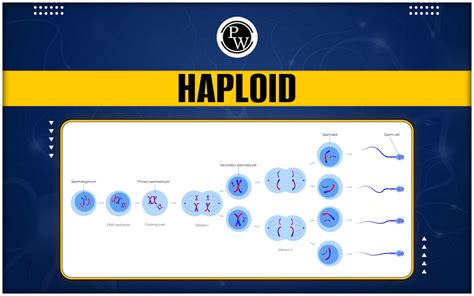 Haploid - Cell, Chromosomes, Gametophyte, Examples And Diploid