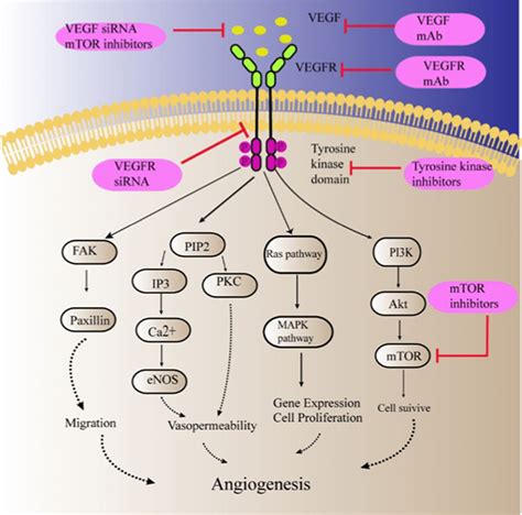 Mechanism of anti-angiogenic therapy by targeting VEGF signaling ...