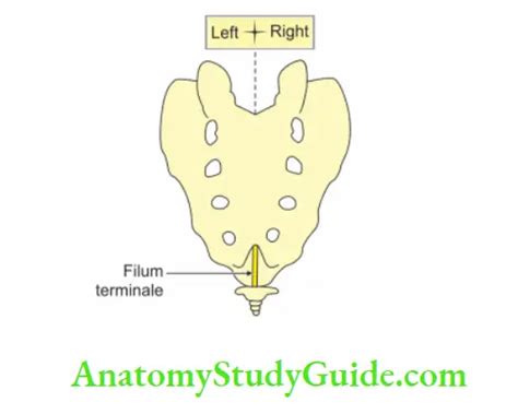 Genetics - Introduction and Osteology Notes - Anatomy Study Guide