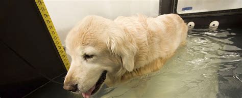 Hydrotherapy for Dogs at Home: Benefits and Guidelines