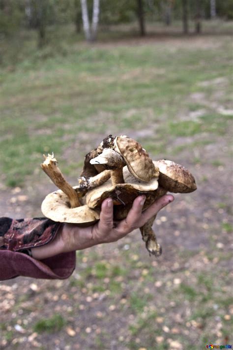 Mushroom picking free image - № 5545