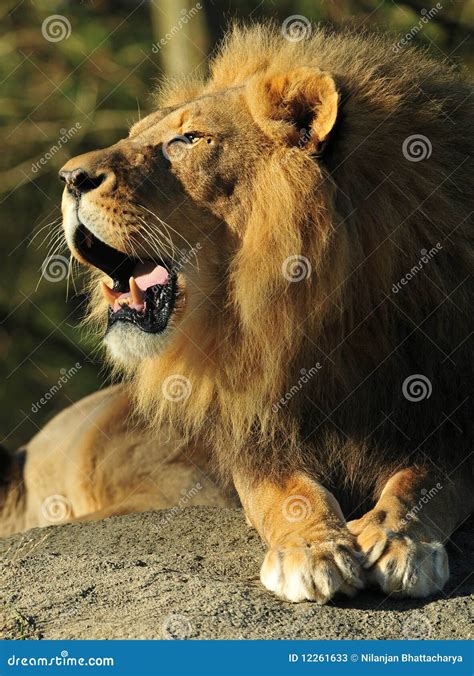 Roaring Lion Stock Photos - Image: 12261633