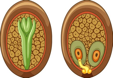 Structure of megasporangium in gymnosperms 3013388 Vector Art at Vecteezy