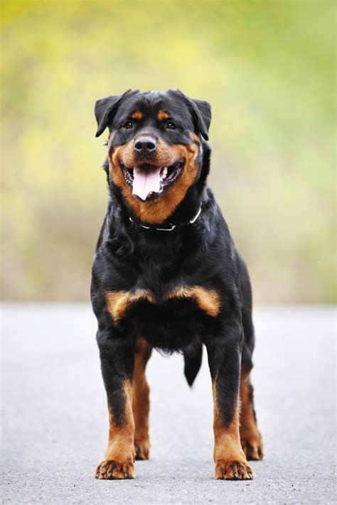 Rottweiler Training | Dog Training Nation