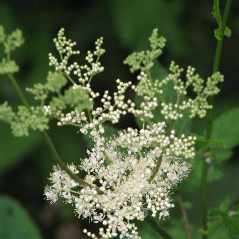 Filipendula ulmaria Meadowsweet | Buy Herb Plants