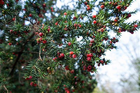 Royalty Free Yew Berries Pictures, Images and Stock Photos - iStock