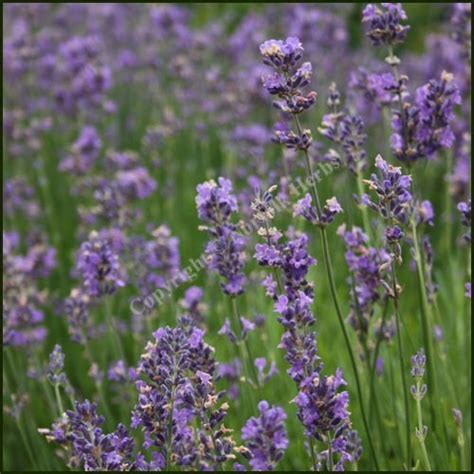 How To Grow And Care For Munstead Lavender, 56% OFF