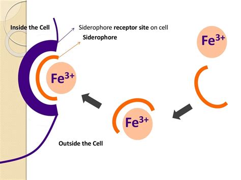 Siderophores produced by bioagents in controlling of plant diseases