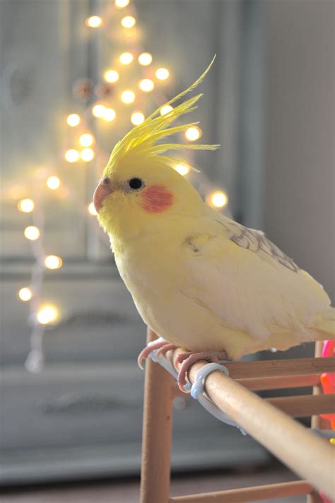 COCKATIEL~ I HAD TWO OF THESE BIRDS. THEY ARE SO SMART AND SO LOVING ~ THEY LOVE TO BE ON YOU ...