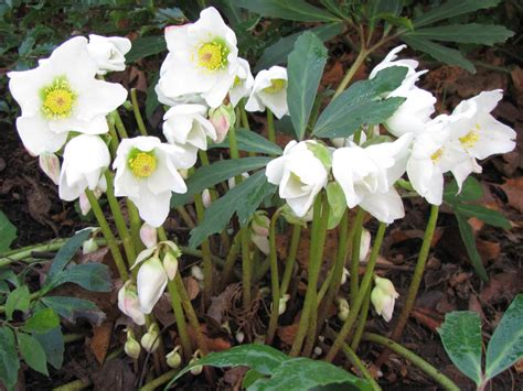 Helleborus niger (Christmas Rose) - World of Flowering Plants