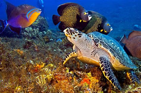 The 7 Best Scuba Diving Places in The Caribbean Sea