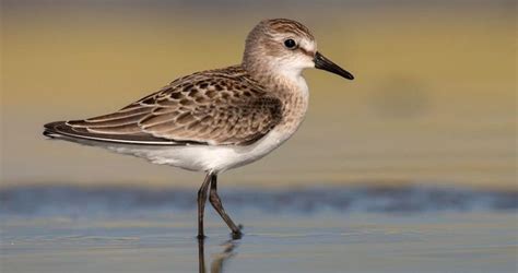 Sandpiper | Breeds, Sandpiper, Bird guides