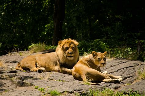 Animatronic Lion works at Bronx Zoo! | WDW360.com - Your 360° View of all Things Disney