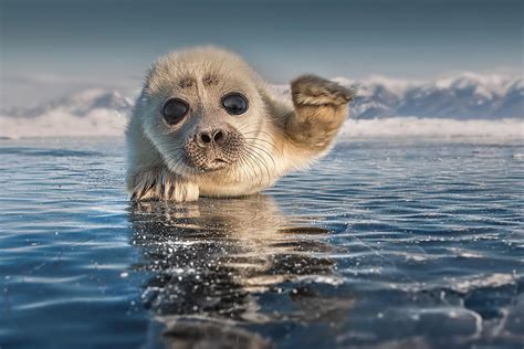 Lake Baikal freshwater seal pup - photo by Sergey Anisimov : r/MostBeautiful