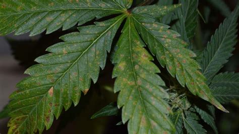 Yellow Spots on Cannabis Plants: What is Leaf Septoria?