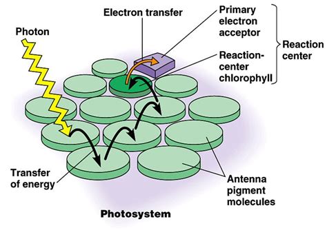 17.3 Photosynthesis - a level biology student