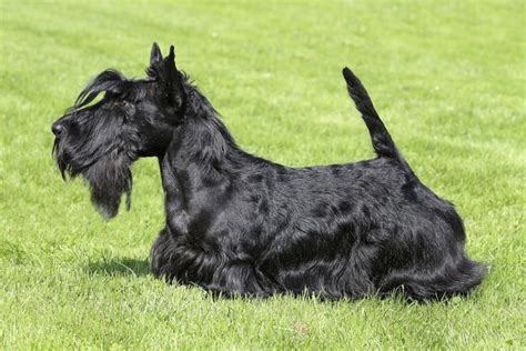 Types of Long-Haired Dogs | Cuteness