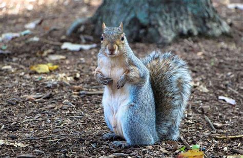 Be A Purple Squirrel To Get Hired In-House - InhouseBlog