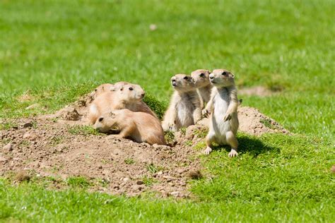 8 Animals With Strong Family Bonds