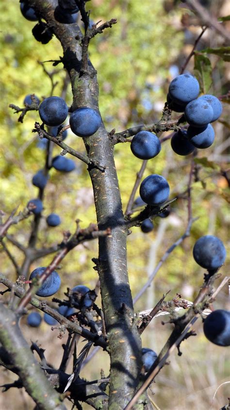 Blackthorn, underestimated fruit of the forest - blackthorn tincture