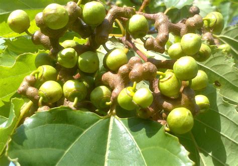 Hovenia dulcis - Japanese Raisin Tree - Jurassicplants Nurseries