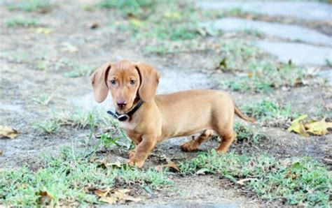 How To Train Your Dachshund Puppy: Owners Guide